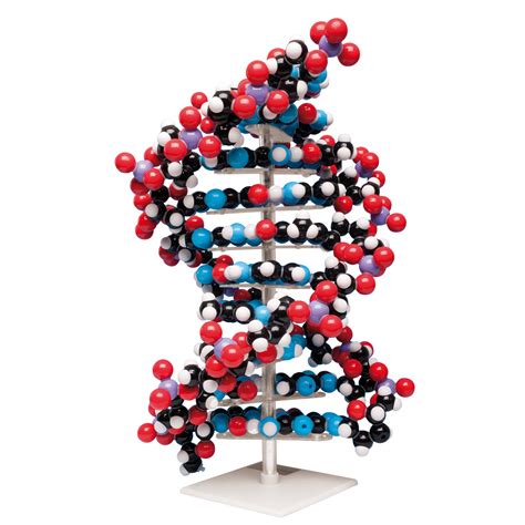 dna model biology teaching supplies molecular kits