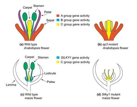 Variations On A Theme Flower Development And Evolution Genome