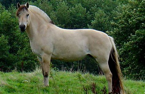 dun horse coat color dilution gene  equinest