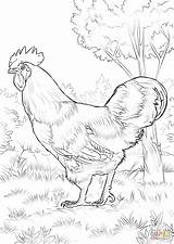 Coloring Rooster Pages Rhode Red Island Printable Chicken Adults Color Pheasant Print Hen Adult Colouring Sheets Getcolorings Drawing Birds Visit sketch template