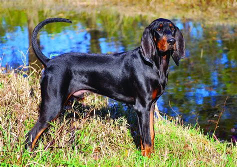 black  tan coonhound dog breed history   interesting facts