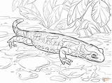 Coloring Fire Salamander Pages Salamandra Drawing Printable sketch template