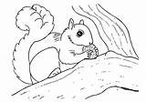 Squirrel Coloring Outline Drawing Flying Pages Scaredy Getcolorings Col Paintingvalley sketch template