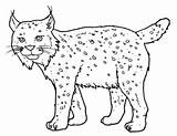 Luchs Ausmalbilder Ausmalen Ausmalbild Lynx источник sketch template
