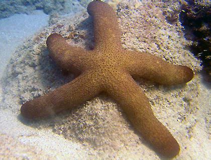 worlds heaviest starfish