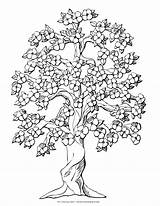 Coloring Pages Trees Tree Complex Flower Printable Color Colouring Flowers Clip Svg Clipart Family Dogwood Domain Leaves Public Book Flowering sketch template