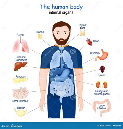 menselijk lichaam anatomie van de inwendige organen vector illustratie illustration