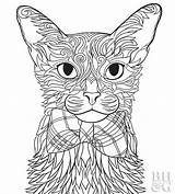 Coloring Cat Siamese Furry sketch template