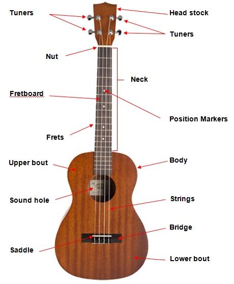 parts   ukulele named  explained ukulelemad