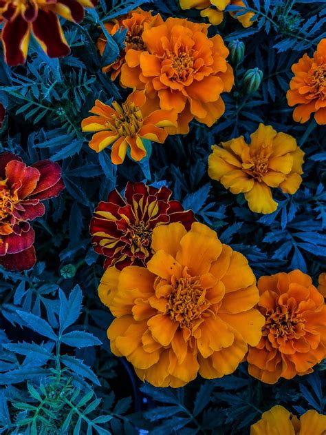 complementary colors   impact  photography cheat sheet