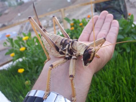 giant locust