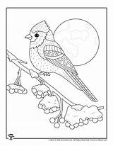 Cardinal sketch template