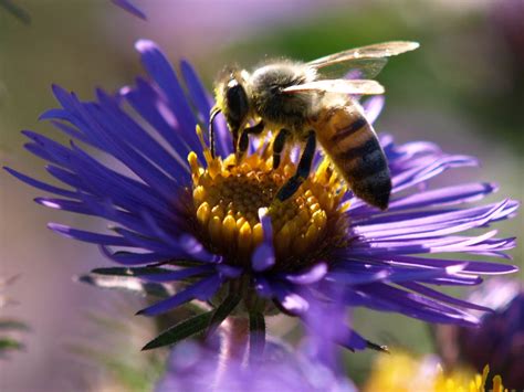 capt mondos photo blog blog archive honey bee  purple flower
