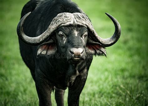 bello ritratto del bufalo immagine stock immagine  africano