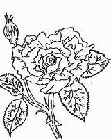 Coloring Pages Rose Thorn Tag Visit sketch template