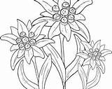 Edelweiss Flower Embroidery Alpine Tattoo Drawing Cross Stitch Printed Pattern Coloring Flowers Designs Machine Choose Board Draw Etsy Needlecraft Fabric sketch template