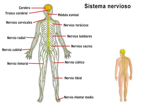 sistema nervioso  sistema endocrino