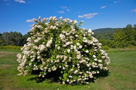 trees  shrubs  white flowers