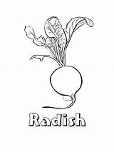 Coloring Radish Pages Color Vegetables Print Bright Colors Favorite Choose Kids sketch template