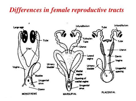 Reproductive Strategies In Mammals