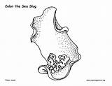 Slug Coloring Nudibranch Sponsors Coloringnature sketch template