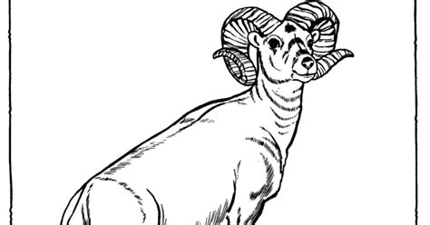 kids page big horn sheep zoo animals coloring pages
