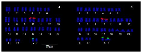 Genes Free Full Text Sex Chromosomes And Internal Telomeric