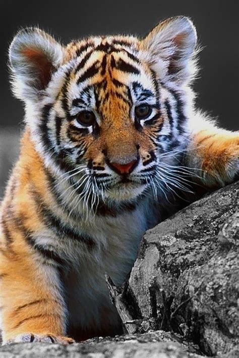 fluffy tiger cub image 3449736 by kristy d on