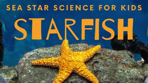 starfish lessons  kids stemhax