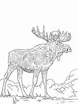 Elk K5worksheets sketch template