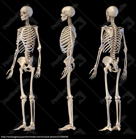 menschliche maennliche skelett volle figur drei lizenzfreies foto