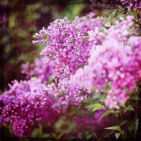vintage lilac photograph  kamen zagorov fine art america