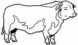 Coloring Pages Beef Cow Cattle sketch template