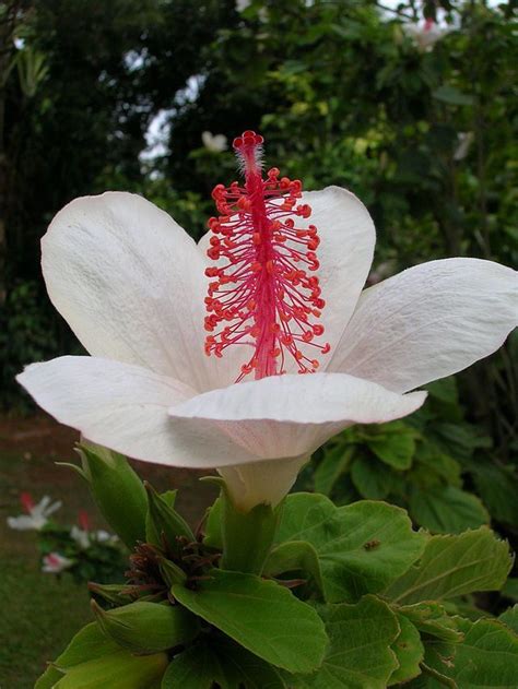 hawaiian hibiscus wikipedia   encyclopedia hibiscus flowers