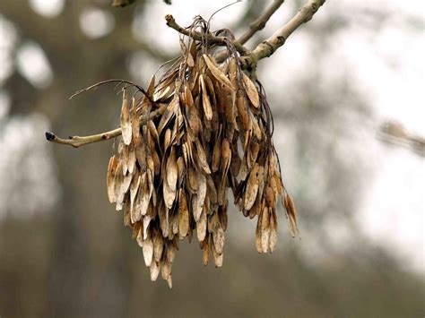 Ash Tree Seed Pods Olympus Digital Camera Ken Hircock