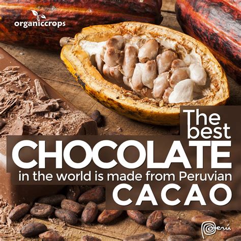 chocolate   world    peruvian cacao