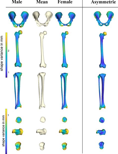 frontiers statistical shape modeling of skeletal anatomy