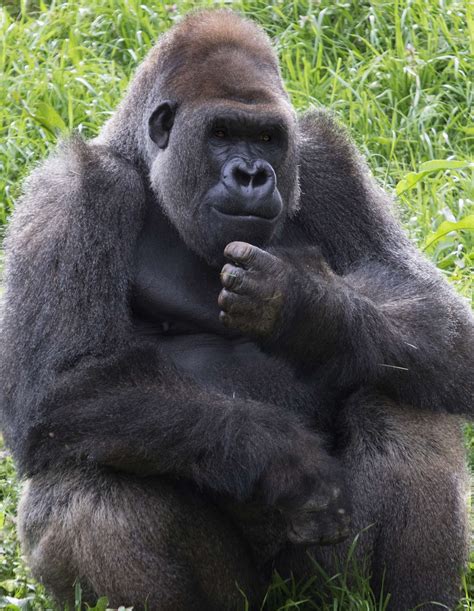 gorillas   move zoo atlanta
