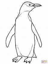 Penguin Coloring Eyed Yellow Hoiho Pages Drawing Color Printable Chinstrap Emperor Penguins Cute Draw Print Supercoloring Getdrawings Popular Getcolorings Choose sketch template