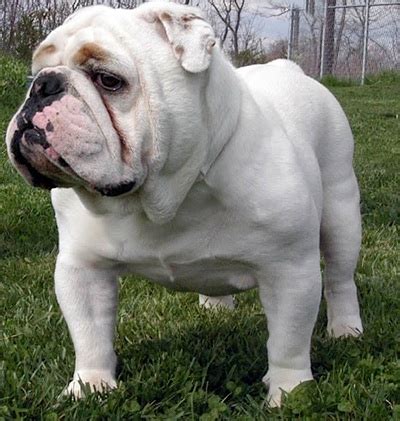 english bulldog bulldogs gallery