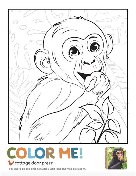 printable jane goodall chimpanzee coloring page  jane