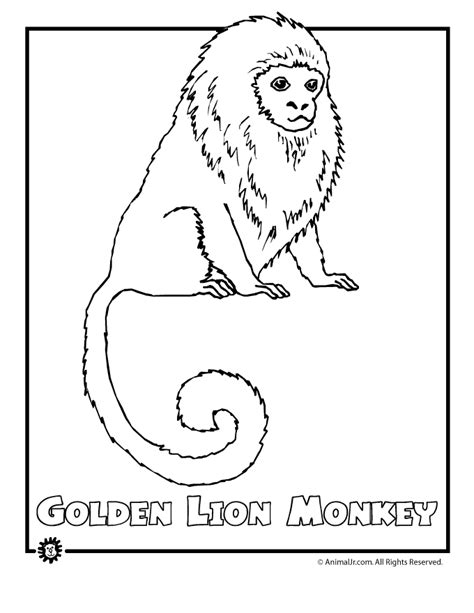 printable rainforest coloring pages coloring home