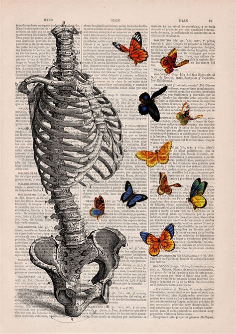 these anatomical drawings on old book pages are so gorgeous you re