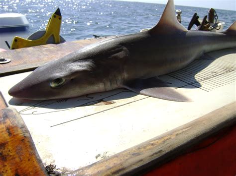wildlife   world black dogfish shark pictures