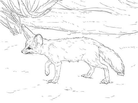 fennec fox coloring coloring pages