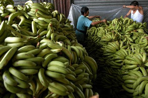 Las Exportaciones De Banano Aumentan 6 01 En El Primer Trimestre De