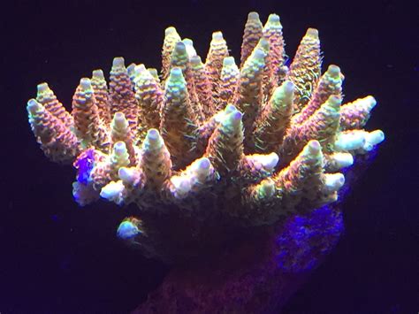 coral asd rainbow milli