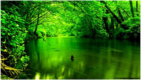 pictures  green nature  hd wallpapers