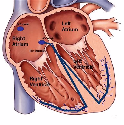 normal heart function  normal heart rhythm