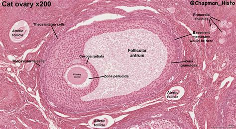 histology   ovary